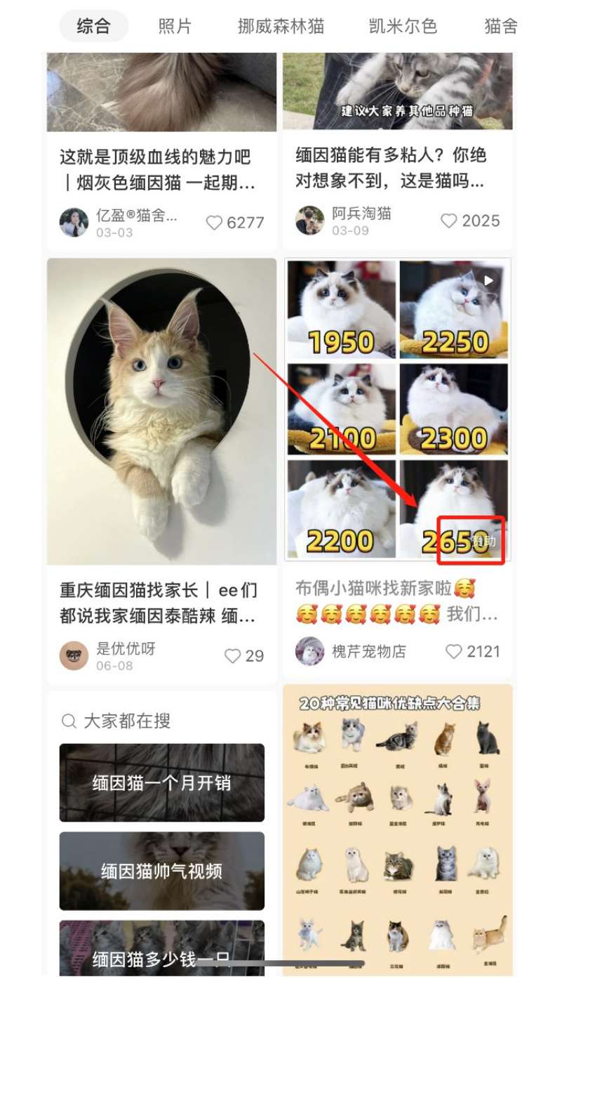 揭秘小猫咪活体小红书打粉项目，高客单价，每单利润 5000+ 认真坚持落地实操 轻松月入过万（篇二）-先知网创