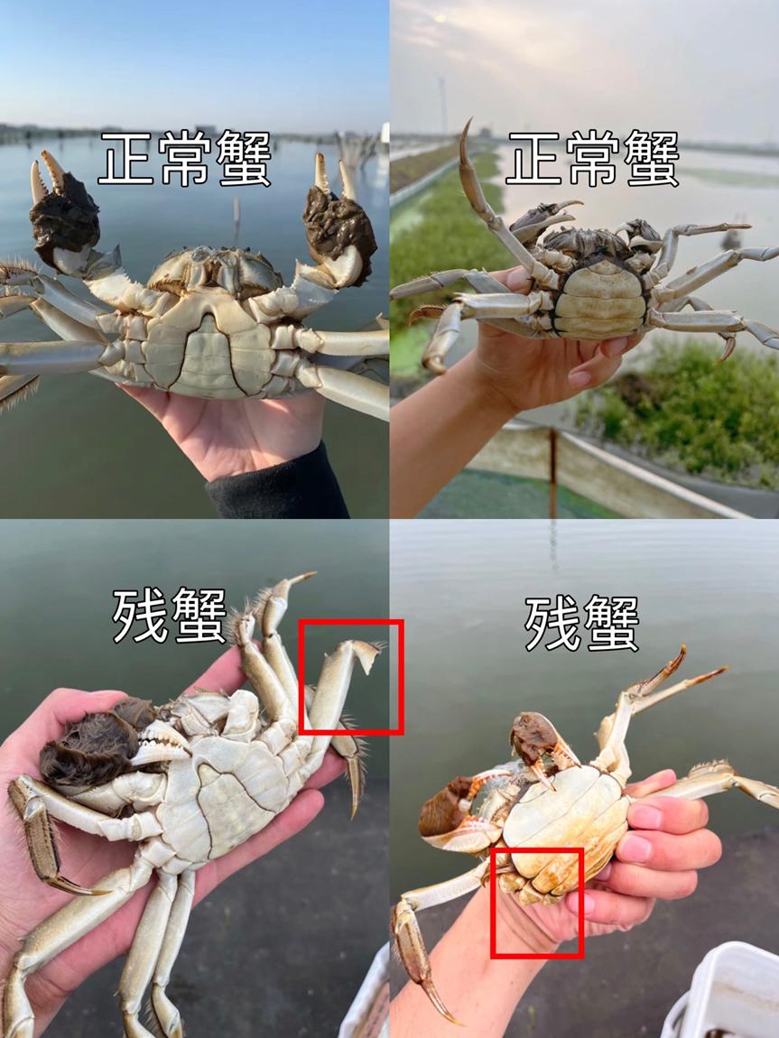小红书残蟹项目全套细节玩法，复制就能出单的实操复盘 全文1W字-先知网创